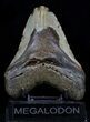 Bargain Megalodon Tooth - North Carolina #34991-1